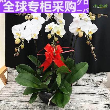 日本深圳白色蝴蝶兰盆栽四季花卉盆景植物带花室内年宵花礼品