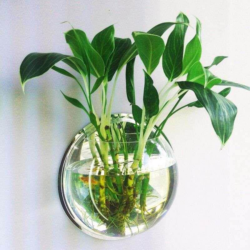 挂墙绿植绿植铁树植物家用壁挂客厅墙上创意水培花瓶墙饰家居装饰