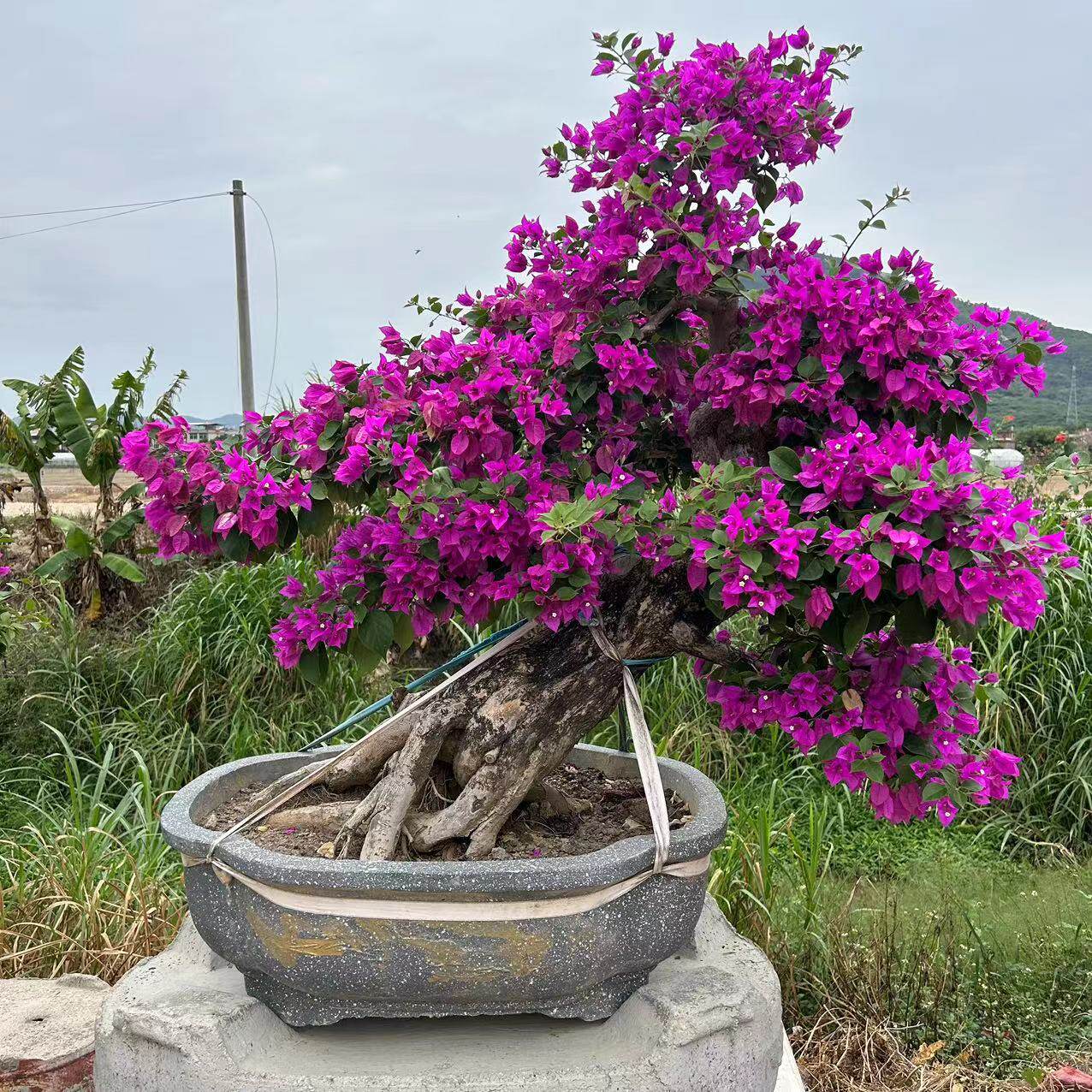 三角梅盆景矮桩庭院别墅四季开花造型云南紫三角梅花卉爬藤簕杜鹃