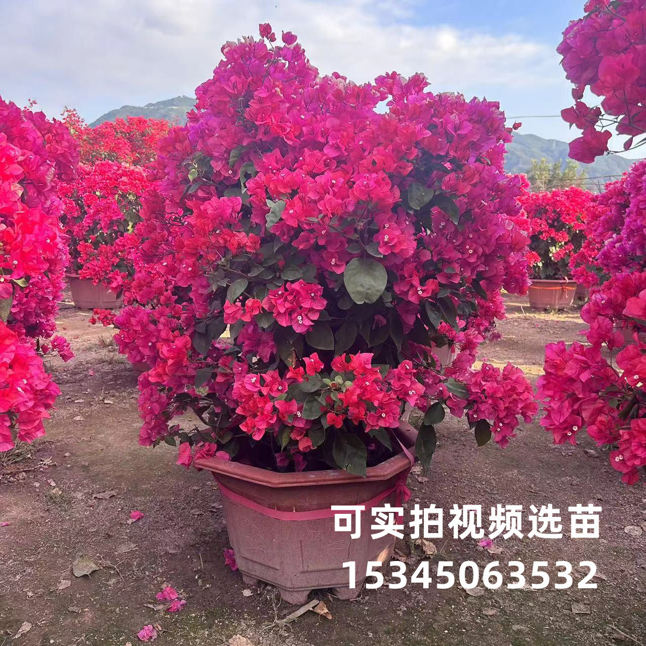 爆花三角梅盆栽大苗带花发货同安大型绿植/成品组合盆
