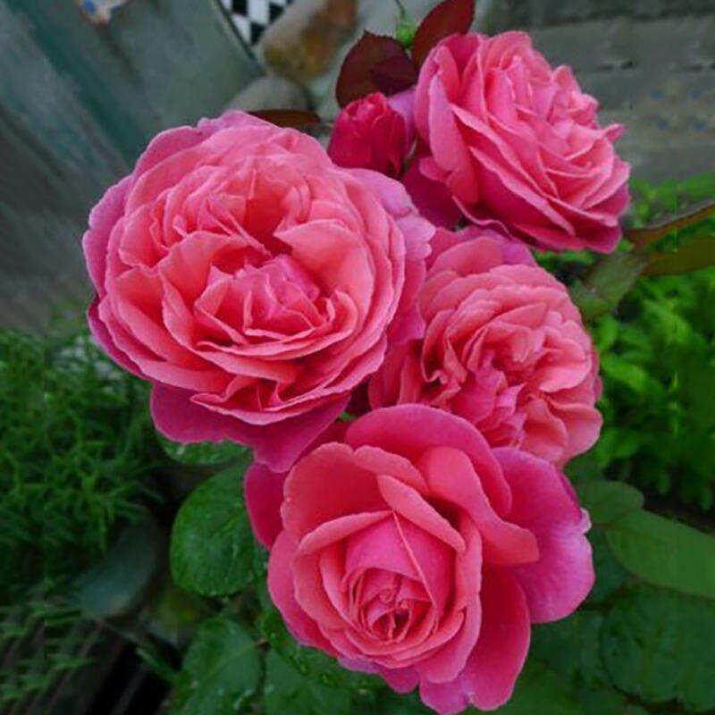 灌木月季英库鲁英格鲁浓香耐热抗病多季开花庭院盆栽