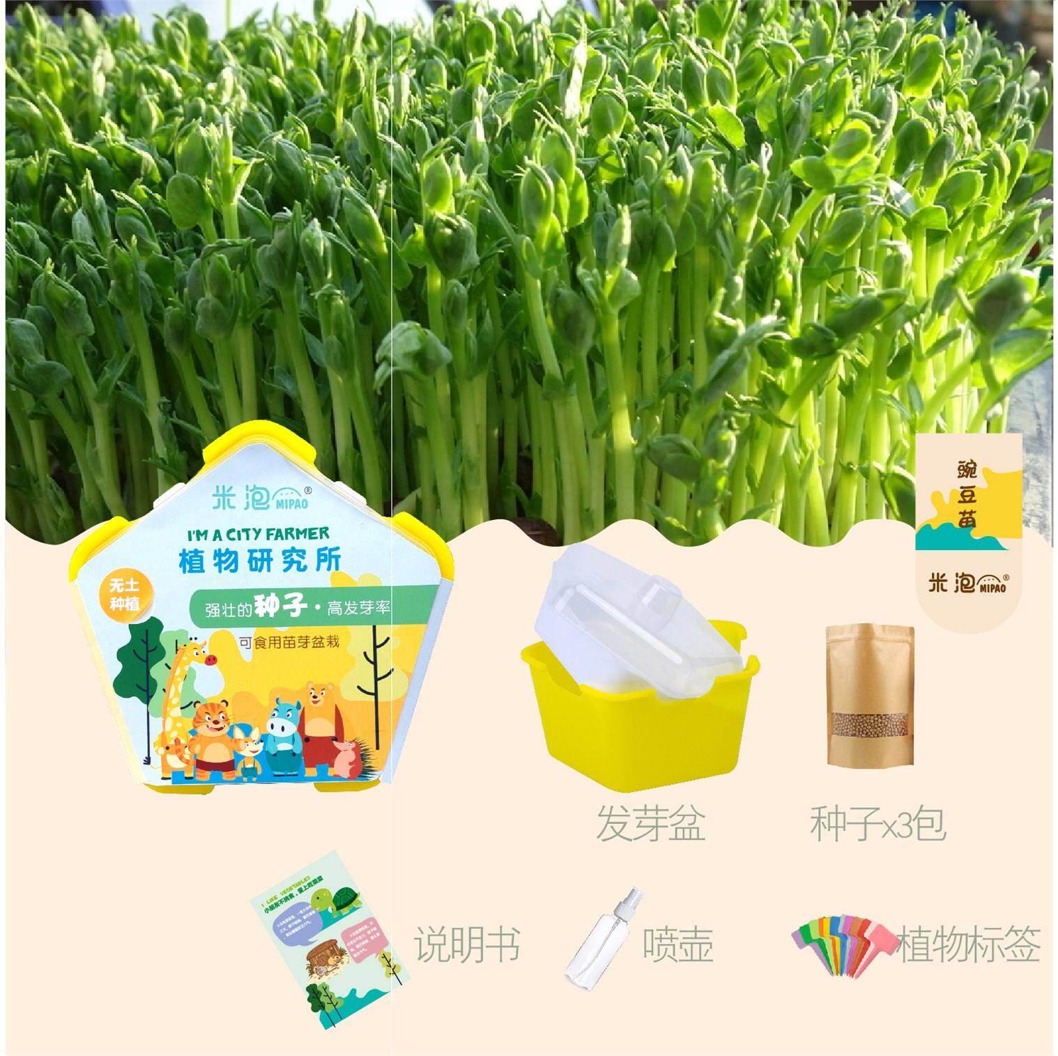 植物观察水培种植盆栽芽苗菜发芽生长幼儿园小学生儿童科学实验