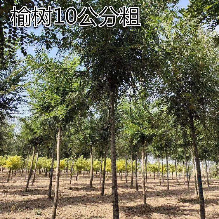 榆树苗榆钱树小苗别墅庭院绿化园林工程苗木耐寒白榆家榆树苗