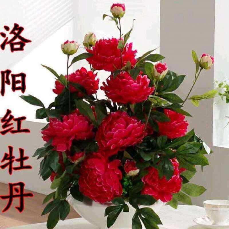 【买2送1】送 肥 生根粉 牡丹花苗 牡丹花 牡丹花盆栽 花卉盆栽