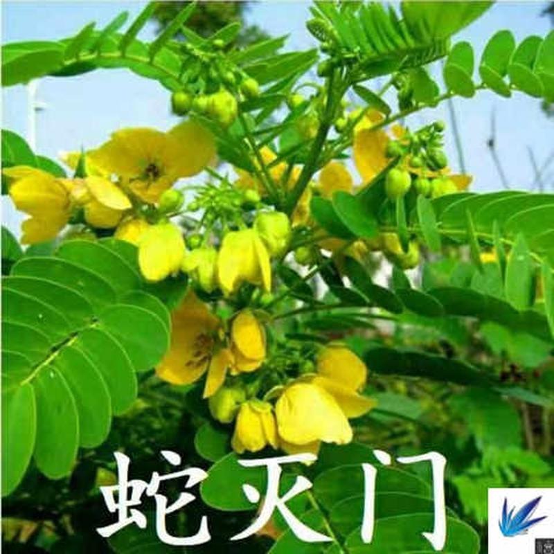 家用驱蛇怕什么植物盆栽决明灭蛇防蛇花卉蛇灭门防蛇驱蛇树庭院子