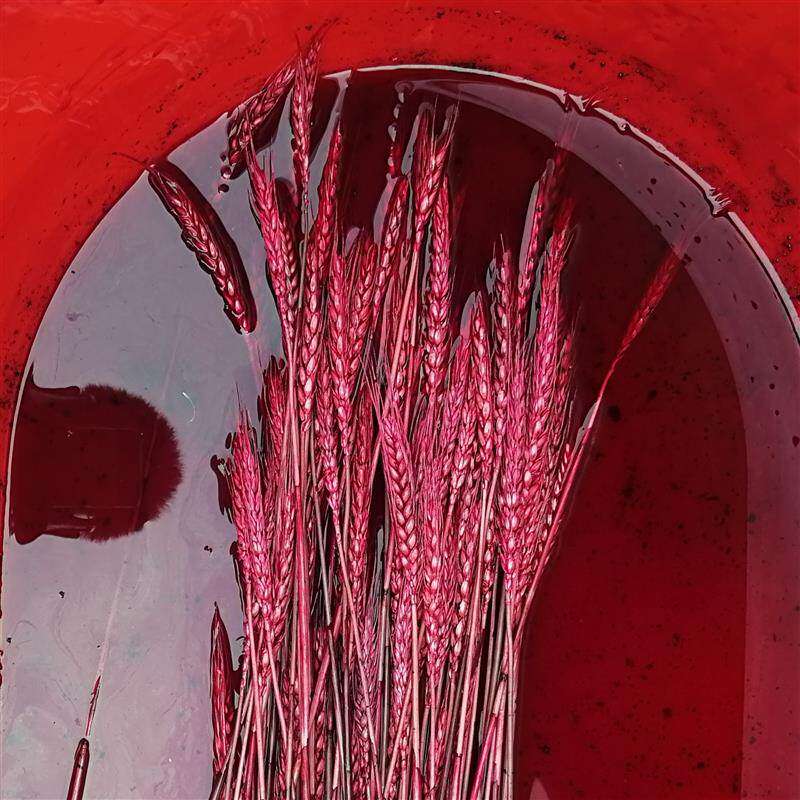 干花染料染花专用上色颜料染色剂狗尾巴草染色剂麦穗染色小麦材料