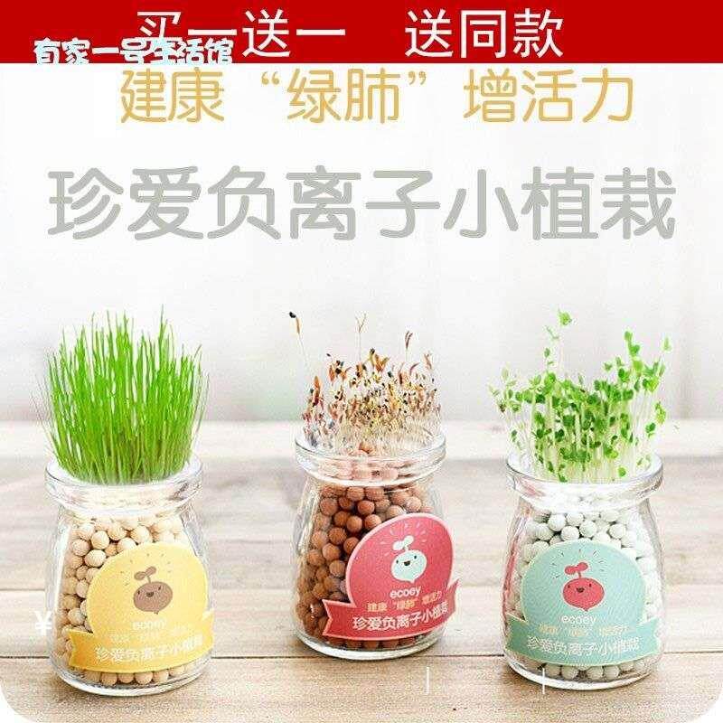 彩玉草情侣心形草追云草幸运草情思草电视柜易种宿舍爱情草盆栽