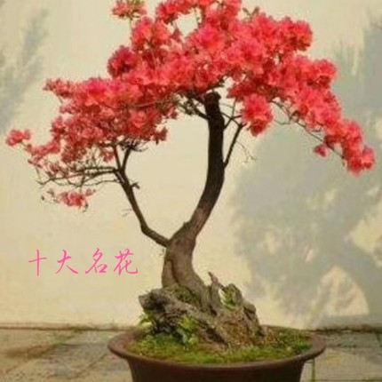 国旗映山红老桩盆景庭院阳台开花植物一物一拍下单按图发货好养活