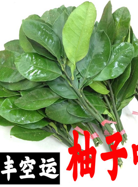 顺丰包邮柚子叶新鲜现摘碌柚子叶沙田柚蜜柚带枝专用洗澡套餐