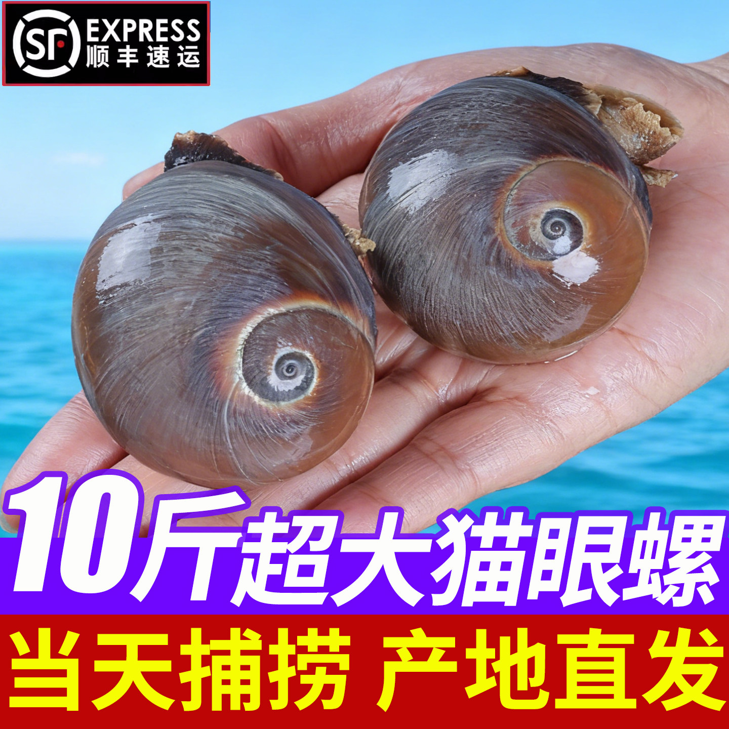 鲜活超大猫眼螺香螺特大速冻沙螺海鲜水产扁玉螺肚脐螺小海螺贝类