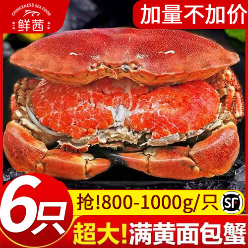 新鲜生冻面包蟹特大满黄满膏鲜活珍宝蟹母蟹水产大螃蟹海鲜黄金蟹