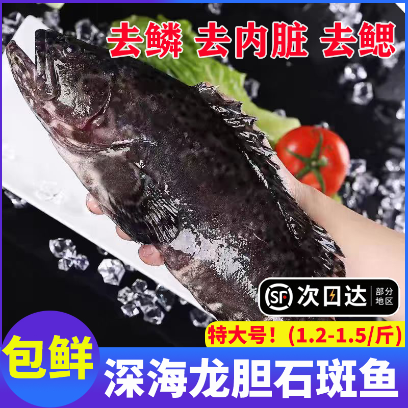特大号新鲜龙胆石斑鱼鲜冷冻