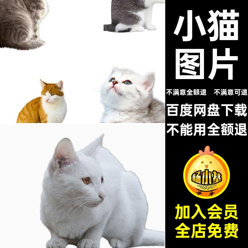 猫咪图片可爱花猫小猫背景图片素材扣宠物奶PNG透明免扣背景图片