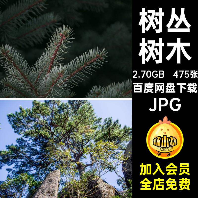 475张树木喷绘高清树丛摄影图片设计合成JPG打印树林松树图片植物