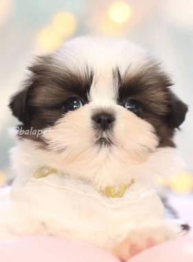 西施犬纯种幼犬活体上海杭州苏州