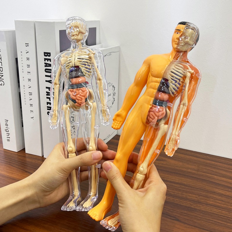 人体结构模型器官骨骼可拆卸拼装生物解剖医学3d身体内脏儿童玩具