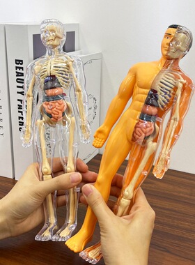 人体结构模型器官骨骼可拆卸拼装生物解剖医学3d身体内脏儿童玩具