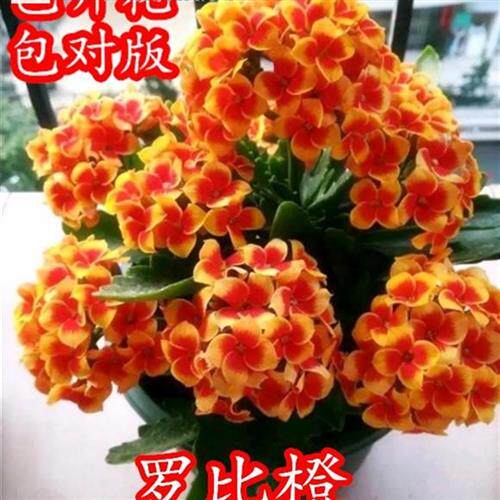长寿花大花朵稀有品种名贵新款各种花卉植物大全适合办公室放的花