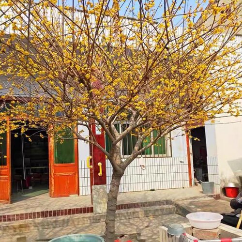 腊梅高杆花卉庭院地栽浓香型冬季