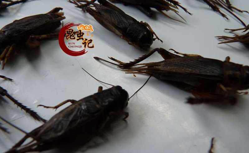 蛐蛐新鲜蟋蟀蝈蝈冷冻运输虫子生鲜美食用500克