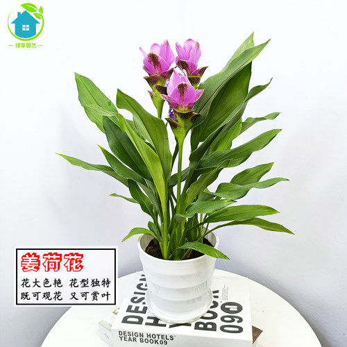 绿享姜荷花苗盆栽四季开花好养
