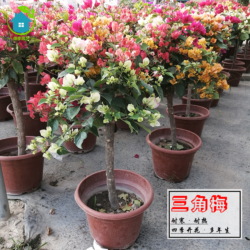 耐热三角梅四季开花多年生植物