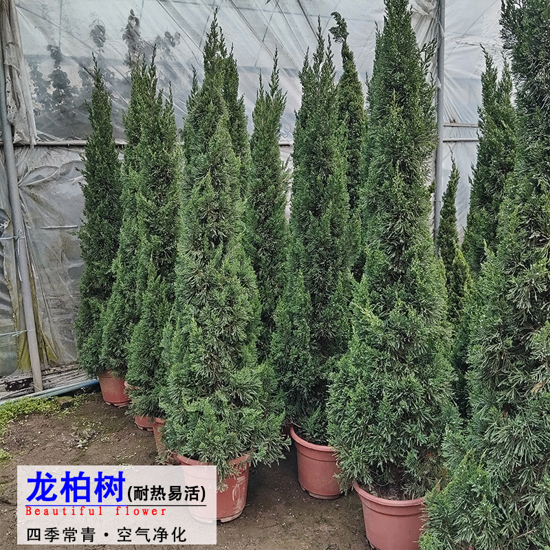 龙柏树盆栽绿植花卉花园四季常绿风景种植空气净化植物耐寒耐热