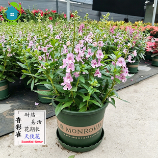 香彩雀天使花盆栽花园庭院耐热易活常年开花植物室内外花卉绿植