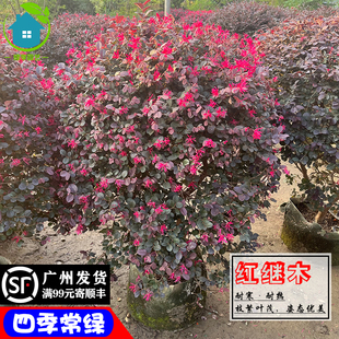 红继木红梽木盆栽四季常绿耐热耐寒绿篱花园公路护栏装饰室外植物