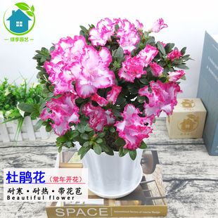杜鹃花盆栽常年开花多年生植物庭院耐热耐寒阳台室外鲜花绿植花卉