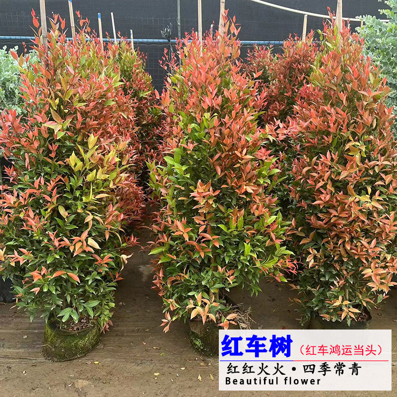 耐热耐晒四季常绿植物空气净化