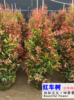 耐热耐晒四季常绿植物空气净化