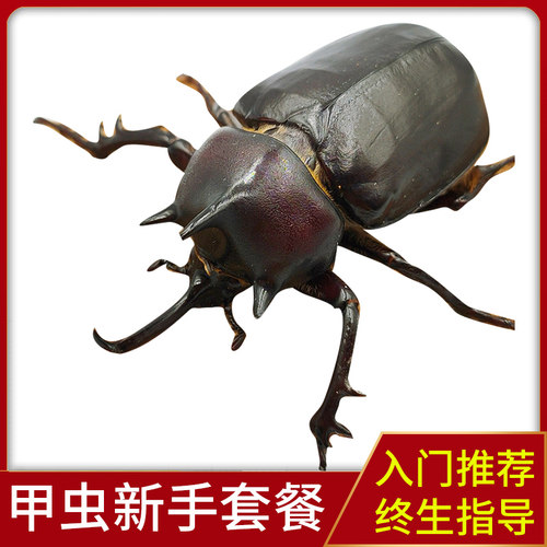 花金龟价格 花金龟图片 星期三