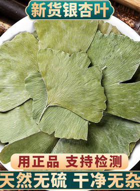 银杏叶中药材500g克无硫新货正品银杏叶银杏叶中药银杏叶农产品