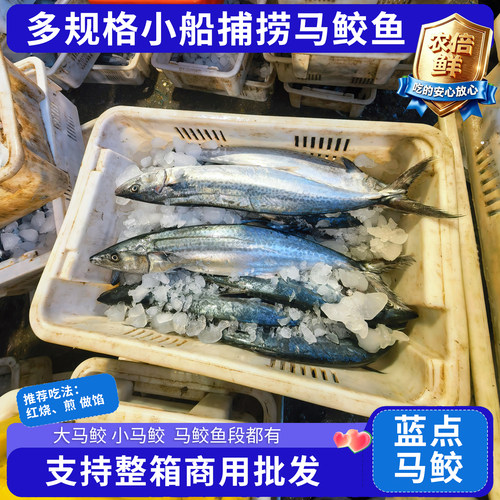 大马鲛鱼小马鲛鱼新鲜马鲛鱼鲅鱼燕尾鲅燕尾鱼鲐鱼连云港马鲛鱼