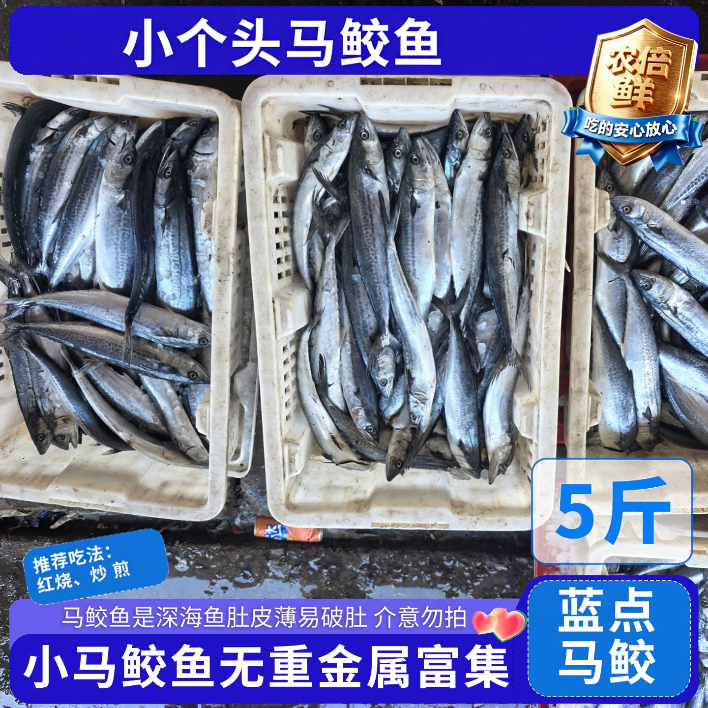 小马鲛鱼蓝点马鲛鱼新鲜马鲛鱼鲅鱼深海鱼小鱼无富集重金属