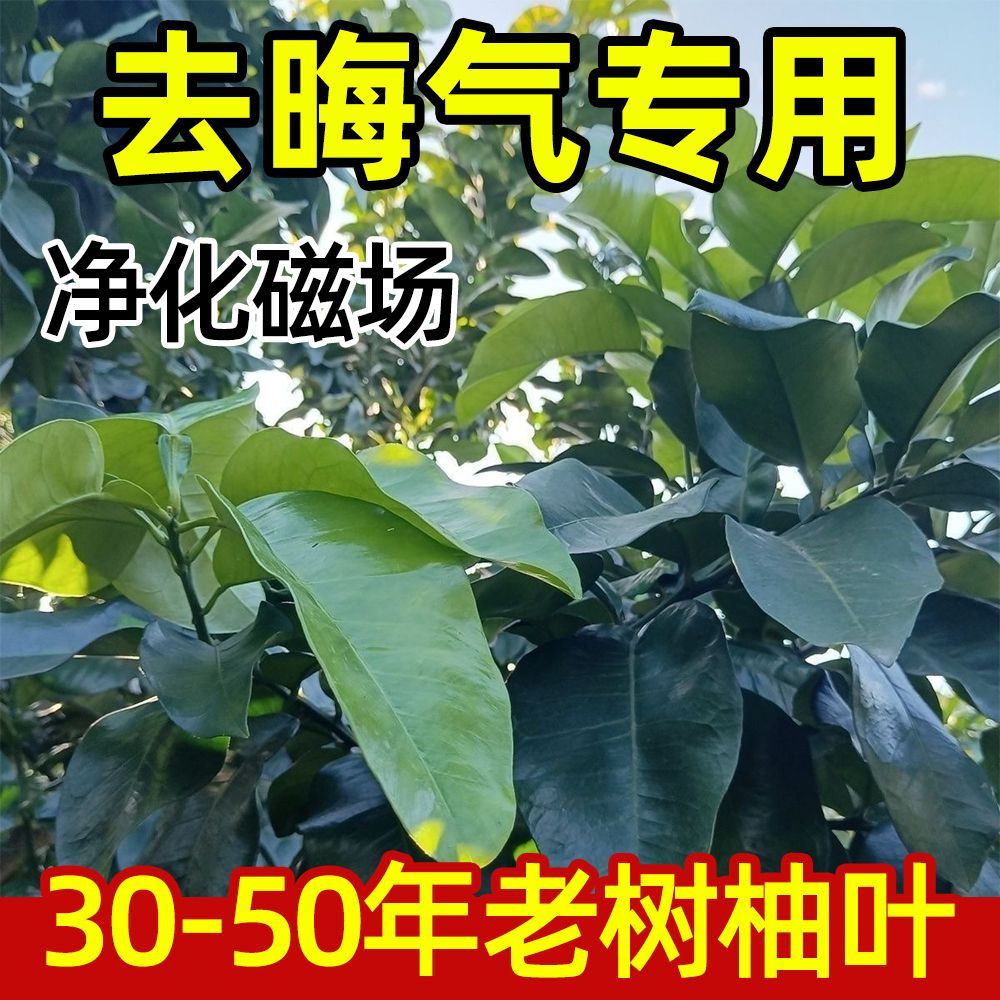 新鲜现摘柚子叶开运祈福沐浴老树