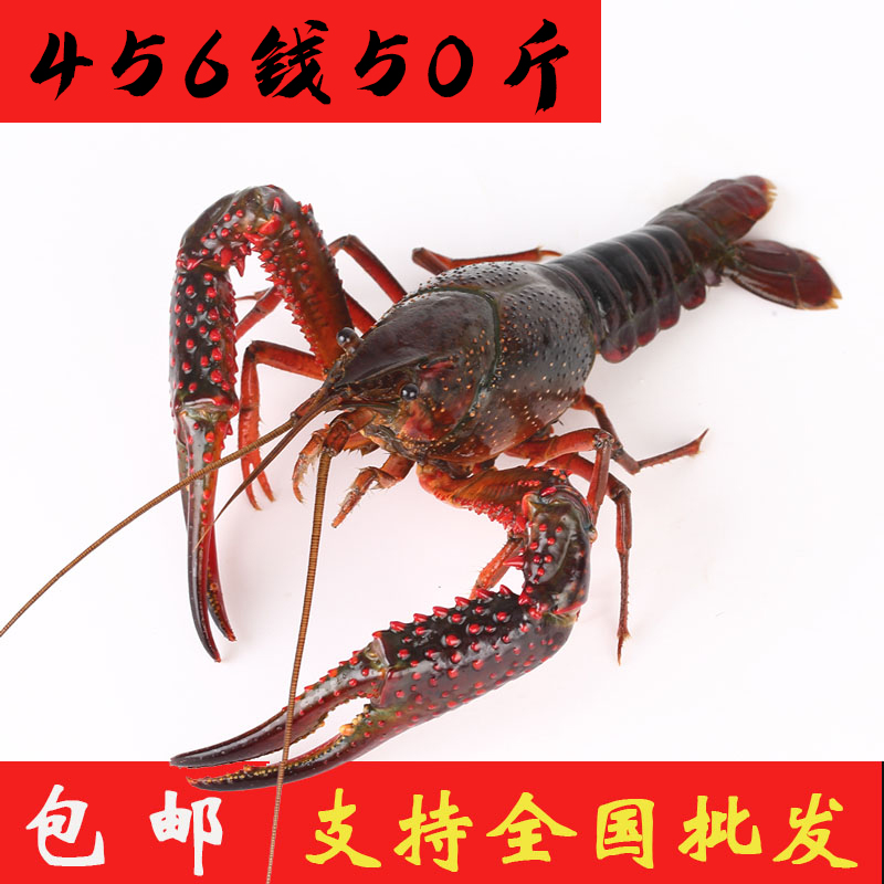 50斤一箱456钱潜江小龙虾鲜活龙虾饭店虾馆海鲜水产杭州全国发货