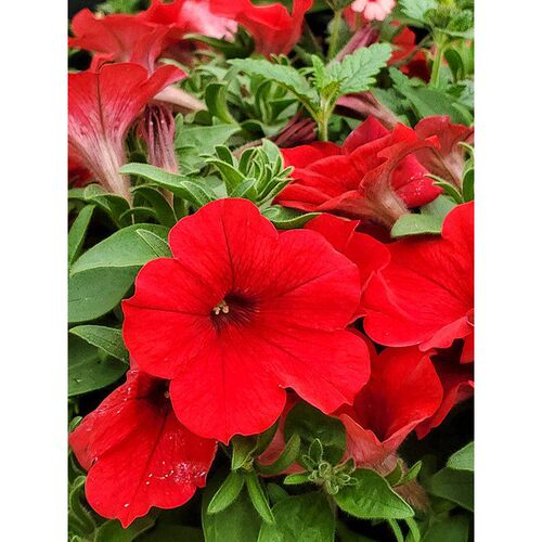 「色·宣」正红色援先锋