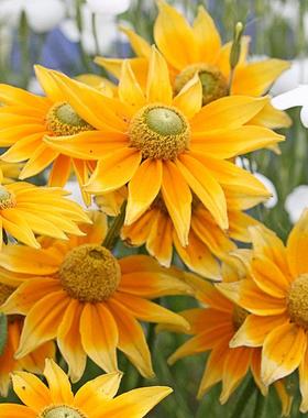 治愈系阳光金光菊 明亮黄色鲜切花  缓解工作疲惫 提升好心情