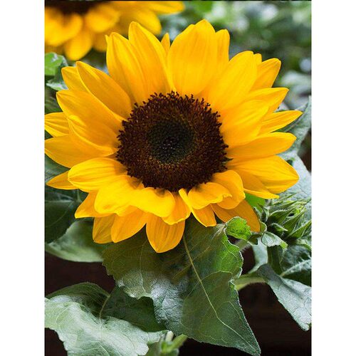 矮寓不长葵花盘阳多彩不