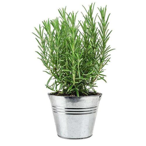 驱露草调降湿天香温释