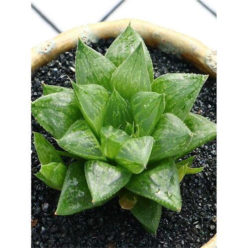 水晶寿玉露寿窗面剔透如