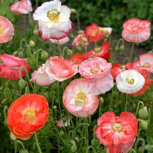 霸王别姬 虞姬自刎后鲜血化为虞美人花，象征生离死别与深切思念