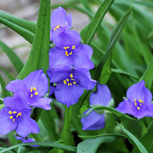 紫露草 “黄金玉露” 似鎏金如紫霞！晨露中开半日仙姿