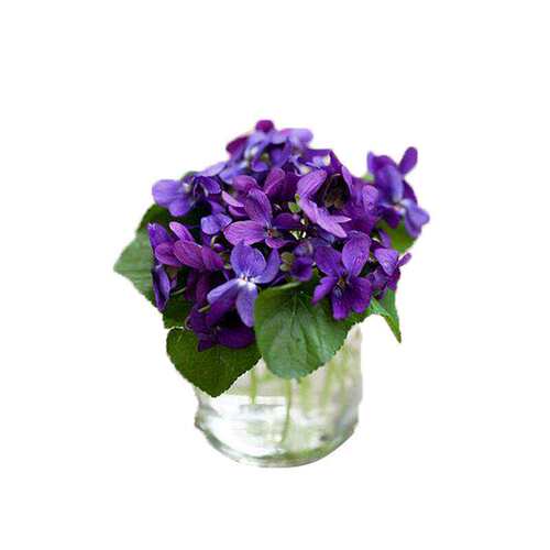 紫地枝匍不铺盆面似紫色