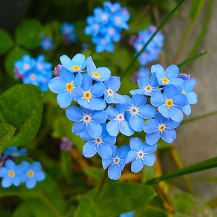 十二星座幸运之勿忘草 浪漫蓝色永不凋谢 新手也能种出永恒思念