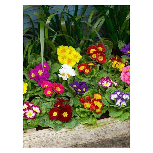 初恋”德国春楼樱小角