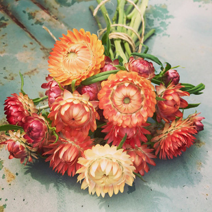 麦秆菊 让庭院“永不凋谢的小星辰” 晕染出热烈又慵懒庭院意境