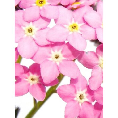 色勿忘锁花不色留住“